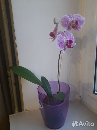 Орхидея фаленопсис