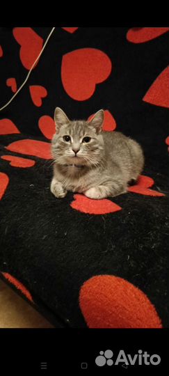 Милый котик бесплатно