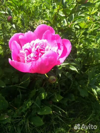 Сирень сортовая