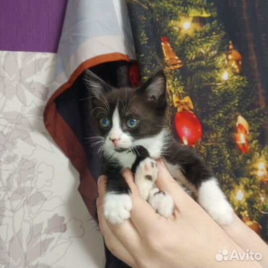 Черный котенок