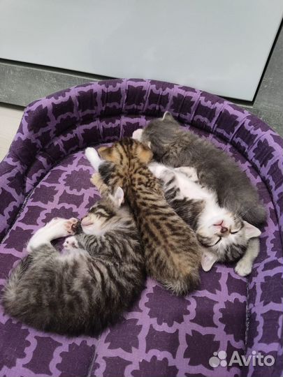 Шотландские вислоухие котята