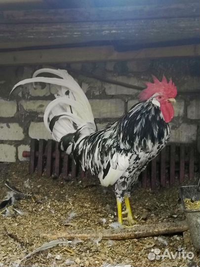Петух орпингтон палевый петух долматинец