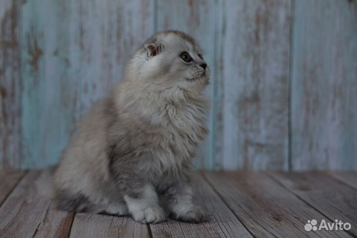 Шотландские вислоухие котята