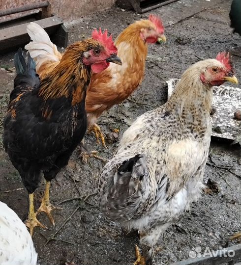 Петухи