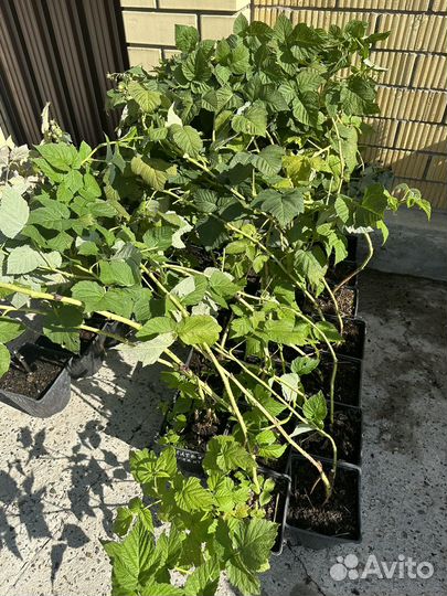 Малина желтый гигант