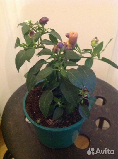 Перчик острый Драцена Гуава Мушмула Белопероне мно