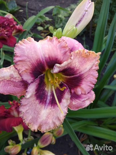 Цветы многолетние для сада