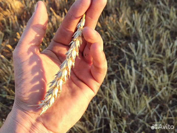 Зерно пшеница