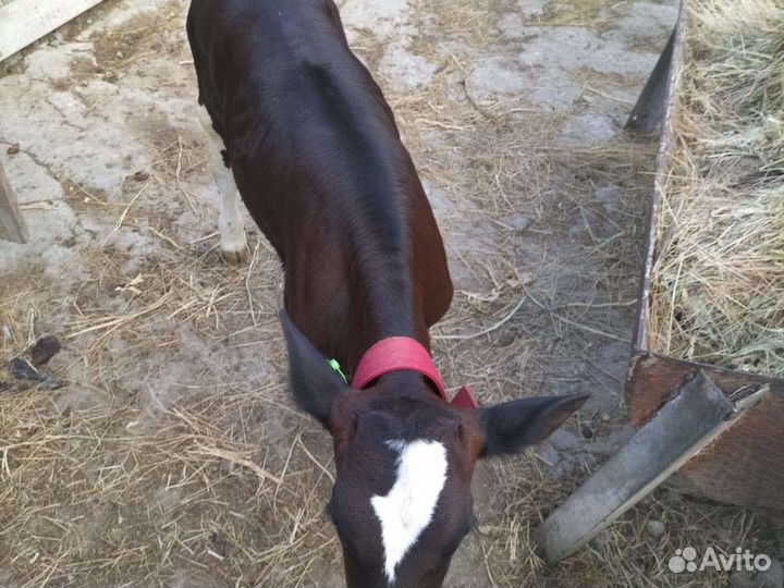 Продается телочка