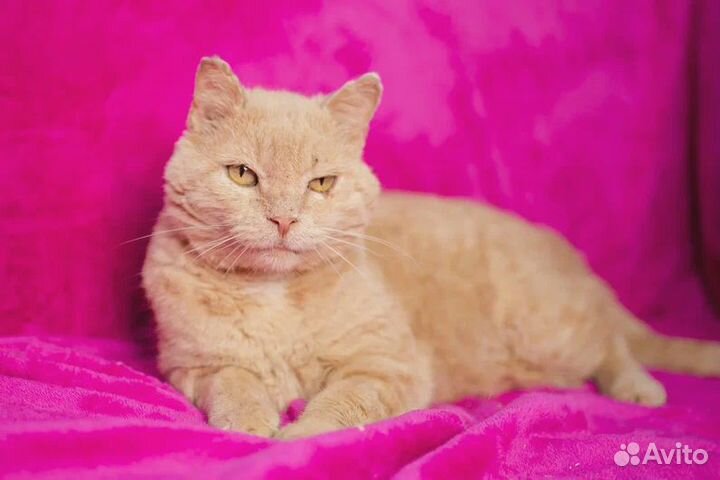 Кошки в добрые руки бесплатно