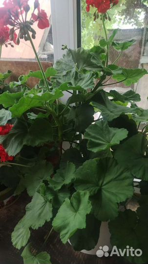 Пеларгония герань