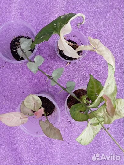 Наборы комнатных растений