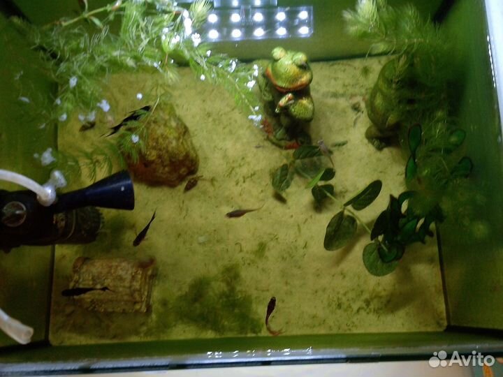 Аквариумные рыбки гуппи