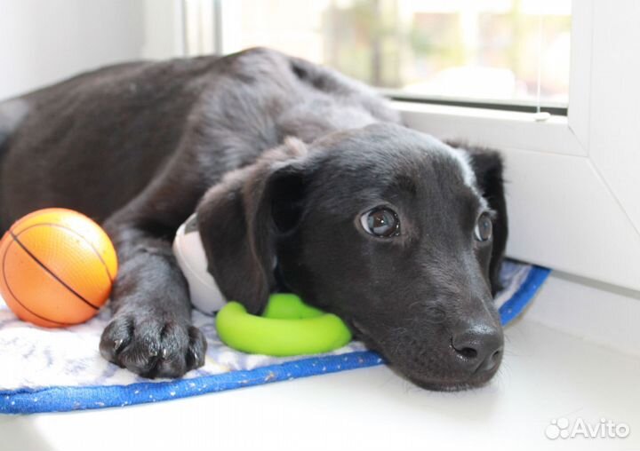 Дев. 3 мес. Метис Лабрадора с доставкой