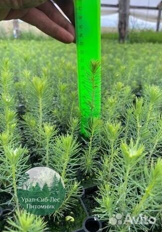Зкс Сосна сеянцы Ели Лиственницы окс Голуб Горная