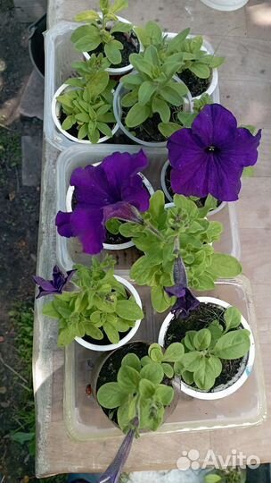 Рассада петунии