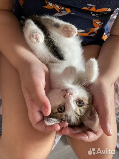 Котенок мальчик 1 месяц