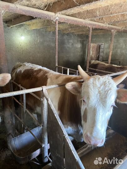 Бычки на мясо