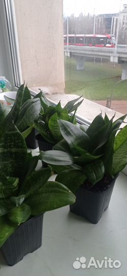 Сансевиерия