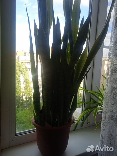 Сансевиерия