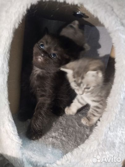 Шотландские прямоухие котята