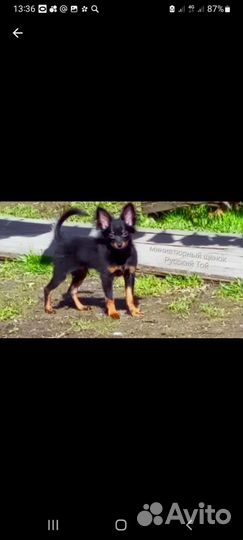 Мини той-терьер щенок