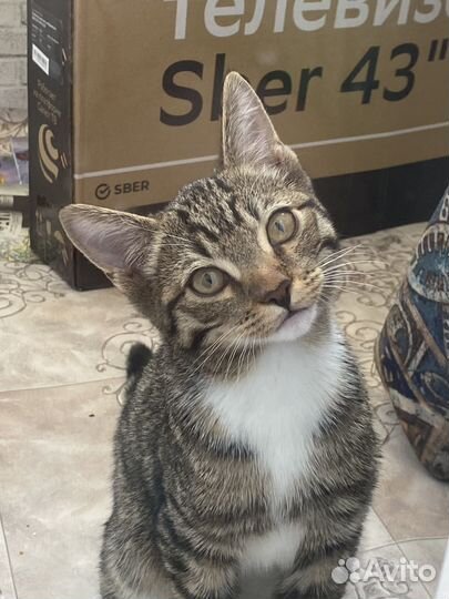 Нашли котенка