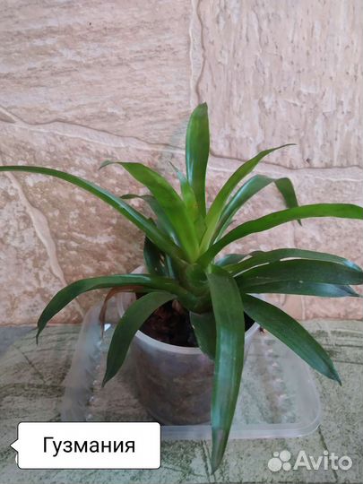 Комнатные цветы