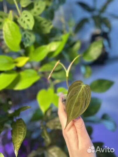 Филодендрон миканс