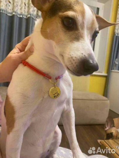 Адресники для собак