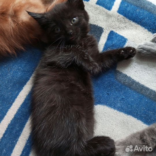 Кошки в добрые руки