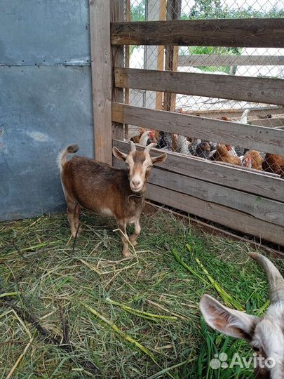 Камерунские козы дойные с козлятами