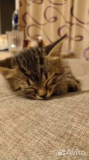 Котенок в дар