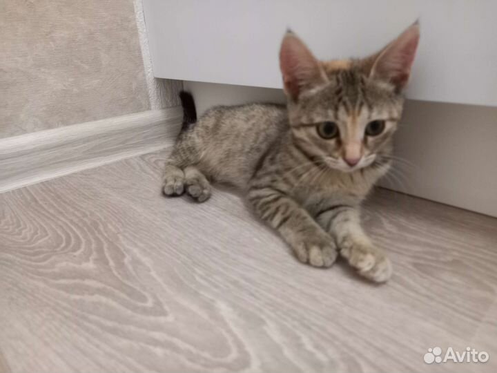 Кошка 2,5 месяца