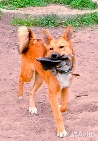 Щенок маленькая собака дворняжка в добрые руки