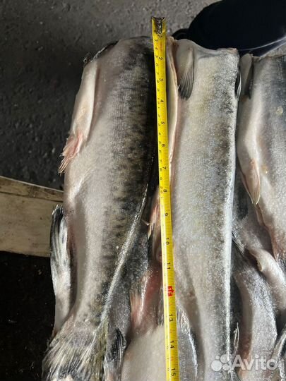 Рыба свежемороженая доставка на дом