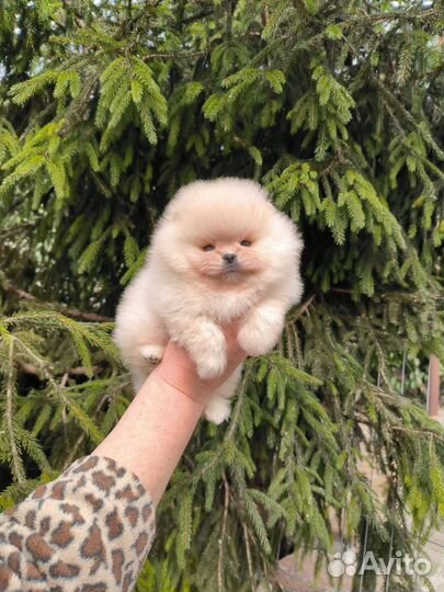 Щенки мини мишки