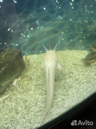 Аквариумные рыбки