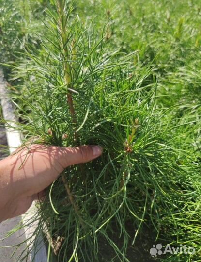 Сосна лесовосстановление