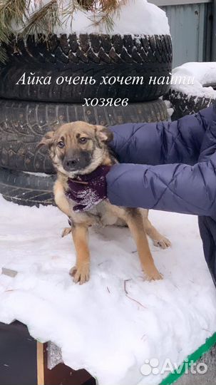 Щенки сестрички