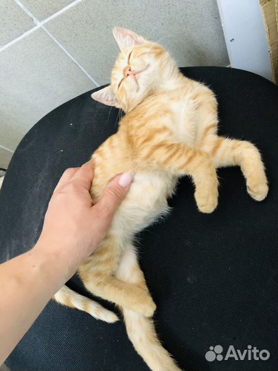 Рыжий котенок в добрые руки