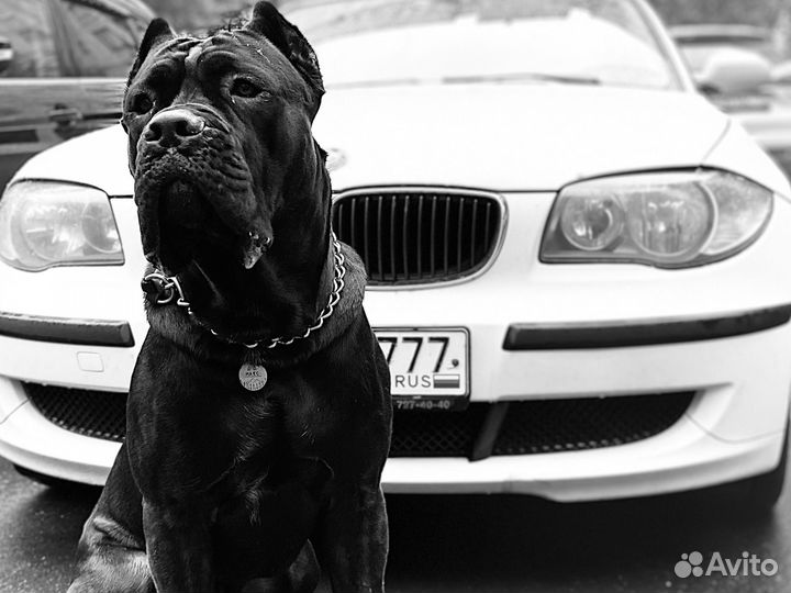 Собака для фотосессии