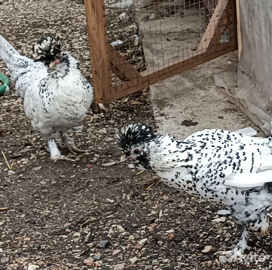 Инкубационное яйцо Павловской (серебро)