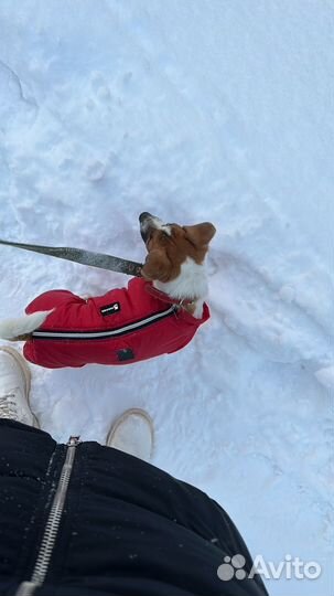 Комбинезон для собаки