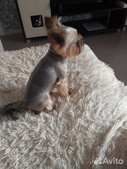 Йоркширский терьер вязка