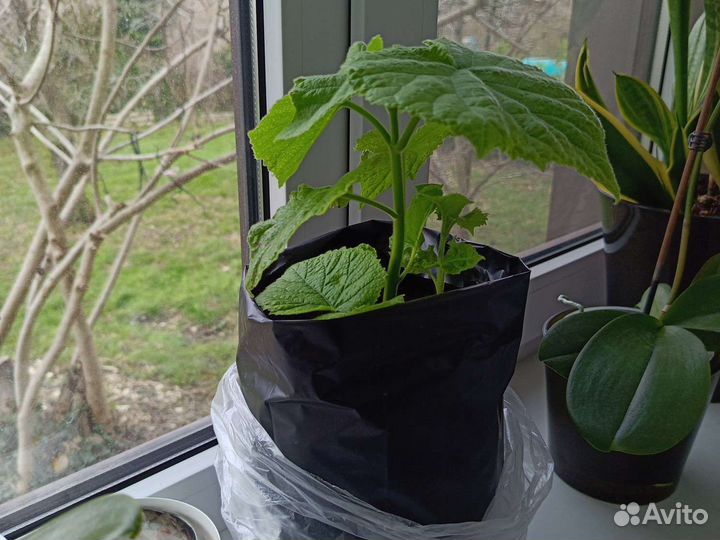 Саженцы павловния