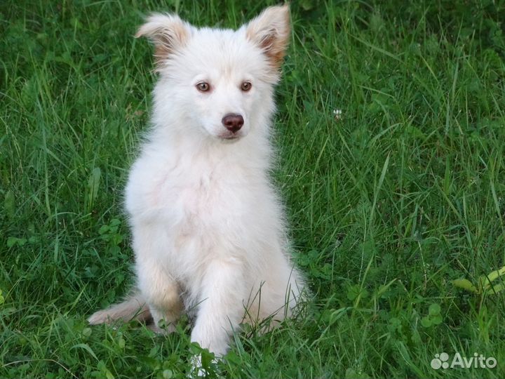 Щенок в дар мальчик