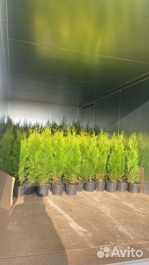 Туя Смарагд 70-90 см из питомника