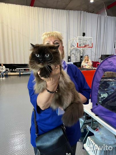 Колор пойнт шотландские