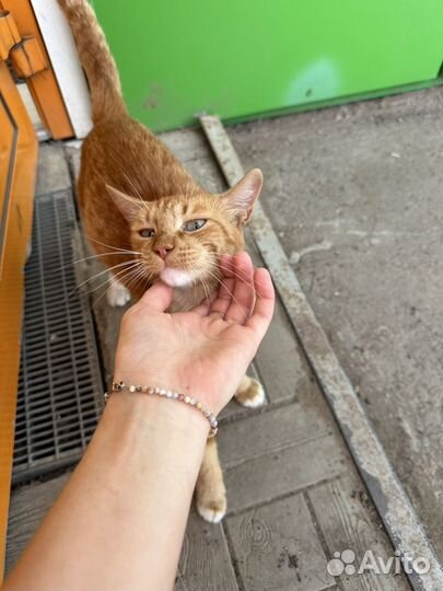 Котенок подросток девочка